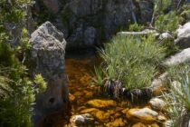 4venture, 4x4, adventure, Abenteuer, off road, track, Overberg, Hottentots Holland Mountains, Elgin, Garbouw, Pool