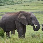 Safaris im Addo sind ganzjährig gut bis sehr gut möglich Addo Elephant Park, Elefant