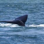 Die besten Reisezeit für Walbeobachtungen sind die Monate August bis Mitte November Wal, Walbeobachtung, Whalewatching, Hermanus
