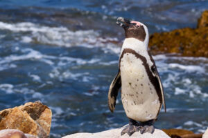 Brillenpinguin Stony Point African Penguin, Brillenpinguin, Stony Point, Südafrika