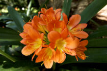 Clivia Kirstenbosch, Clivia