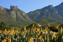 Kirstenbosch Kirstenbosch, Kapstadt, Botanischer Garten