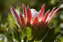 Königsprotea Königsprotea, Protea, Kirstenbosch Botanical Garden
