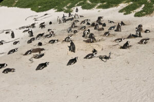 brütende Pinguine Pinguine, Brutplatz, Boulders Beach, Südafrika