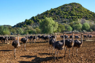Oudtshoorn, Zentrum der Straußenzucht Kleien Karoo, Oudtshoorn, Strausse