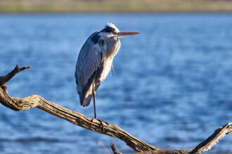 Graureiher am Rondevlei lakes district, rondevlei, garden route, Graureiher