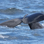 Whale Watching Whale Watching, Walbeobachtung, Wal, Wale, Southern Right, Glattwal