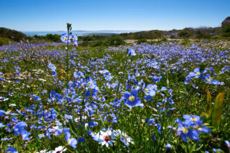 Postberg Sektion im Frühling west coast, west coast national park, postberg