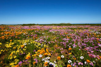 Postberg, Blumenblüte west coast, west coast national park, postberg