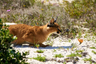 Caracal im WestCoast National Park west coast, west coast national park, Caracal
