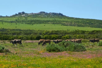 Eland Antilopen west coast, west coast national park, postberg, Eland, Antilopen