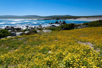 Plankiesbaai west coast, west coast national park, postberg, plankiesbaai