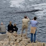 Whalewatching in Hermanus Whalewatching, Walbeobachtung, Hermanus, Southern Right, Glattwal, Wal, Wale